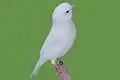 White recessive