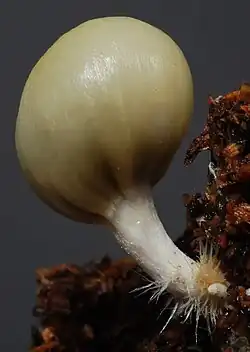 The same specimen as above after three days