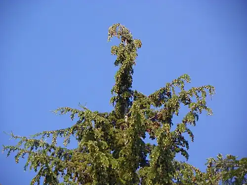 Tree top
