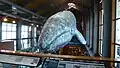 Whale figure above the entry hall.