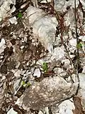 Closeup of one of the thousand year old oyster shells.
