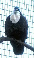 At Taronga Zoo, Sydney