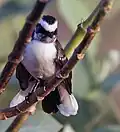 At Sindhrot in Vadodara District of Gujarat, India.