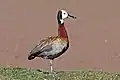 subadult