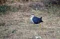 White Breasted Waterhen