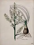 White hellebore (Veratrum album)