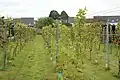 Vineyard