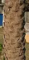 Lower trunk at Purbasthali in Bardhaman District of West Bengal, India