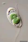 Cyanophora, a glaucophyte genus