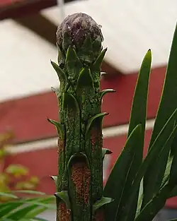 Apical shoots