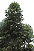 Specimen at Kew Gardens