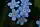 Myosotis sylvatica, woodland forget-me-not, Peninsula State Park