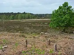 Woolmer Forest