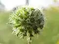 Young fruit