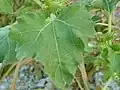 Leaves