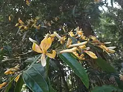 Flowering