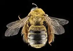 Squash bee, top view, ''Xenoglossa strenua''