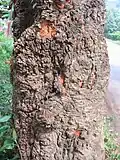 Bark