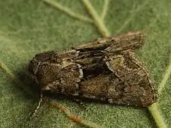 Xylomoia