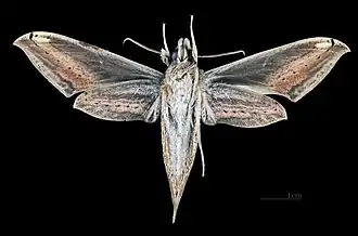 Female ventral view