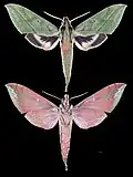 Xylophanes belti