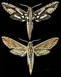 Xylophanes ceratomioides