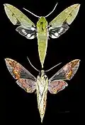Xylophanes chiron