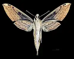 Female ventral view
