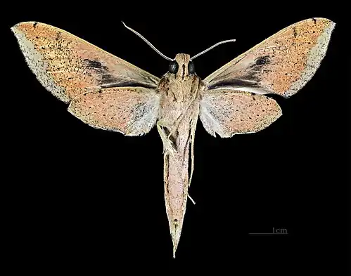 Male ventral view