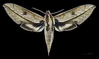 Female dorsal