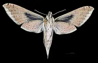 Female ventral