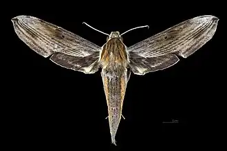 Female dorsal
