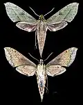 Xylophanes fassli