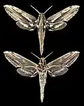 Xylophanes guianensis