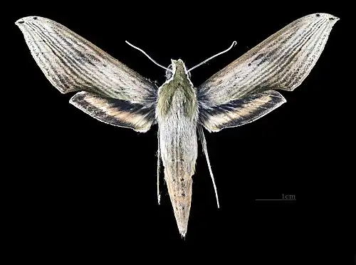 Male