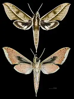 Xylophanes