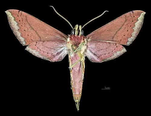 Male ventral