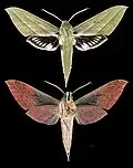 Xylophanes rhodochlora