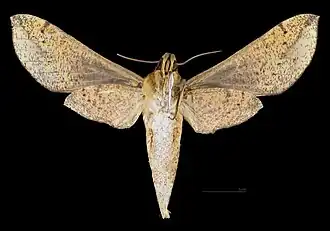 Female ventral