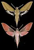 Xylophanes schwartzi