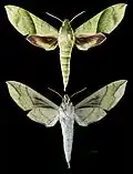 Xylophanes tyndarus