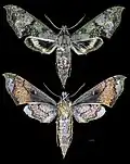 Xylophanes zurcheri