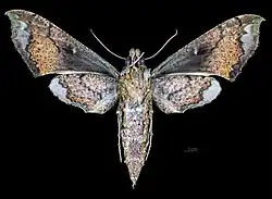 Female ventral