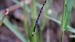 Male tail