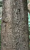 Cochlospermum religiosum trunk in Kolkata, West Bengal, India.