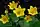 Caltha palustris, yellow marsh marigold, The Ridges