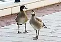 Immature birds