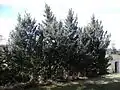 Young 'Sarniensis' spreading from suckers