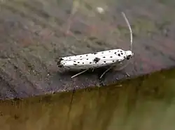 Dorsal view