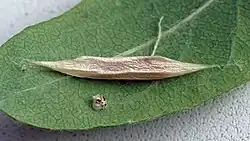 Cocoon